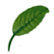 :leaf: