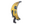 CT in Banana
