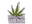 Drug War Veteran