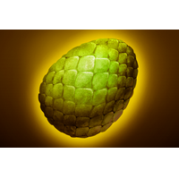 Spirited Egg