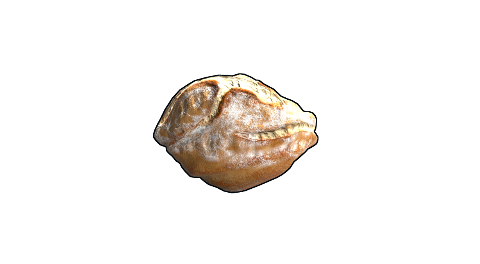 Sourdough Bread