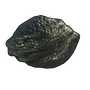 Dragon Egg