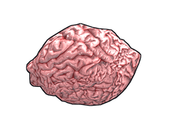 Fresh Brain