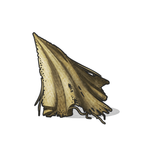 Cloth