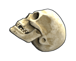 Skull