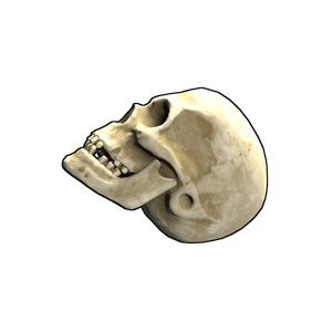 Skull