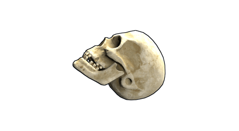 Skull