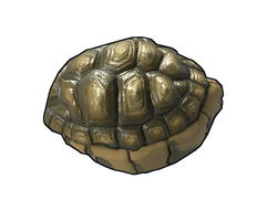 Tortoise Rock