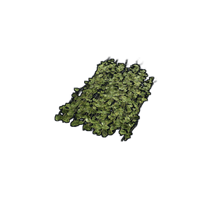 Jungle Ivy