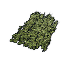 Jungle Ivy