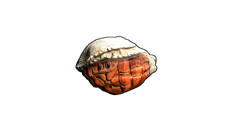 Hermit Crab Rock