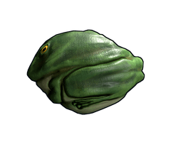 Frog Rock