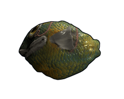 Fish Rock