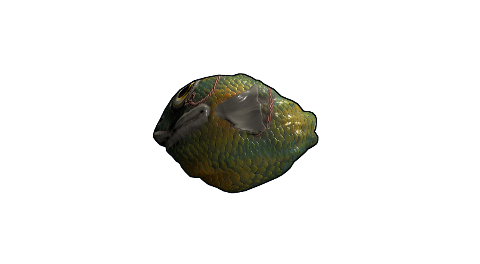 Fish Rock