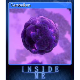 Cerebellum