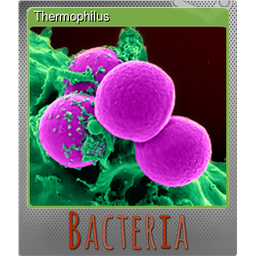 Thermophilus (Foil)