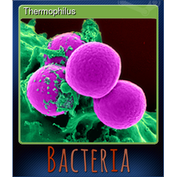 Thermophilus