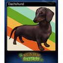 Dachshund