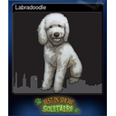 Labradoodle