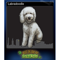 Labradoodle