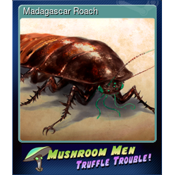 Madagascar Roach