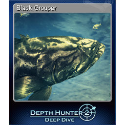 Black Grouper