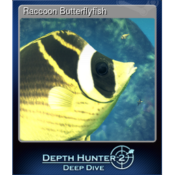 Raccoon Butterflyfish