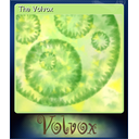 The Volvox