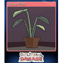 House Plant