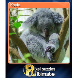 Koala