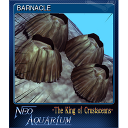 BARNACLE