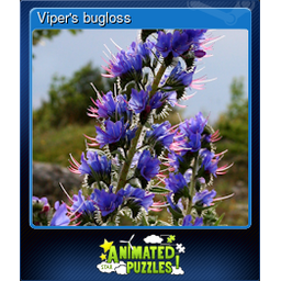 Vipers bugloss (Trading Card)