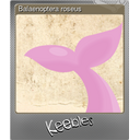 Balaenoptera roseus (Foil)