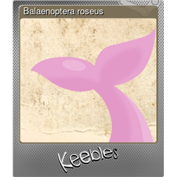 Balaenoptera roseus (Foil)