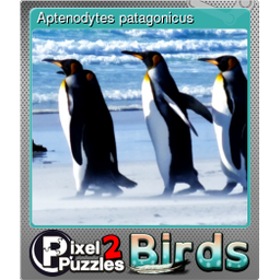 Aptenodytes patagonicus (Foil)