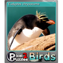 Eudyptes chrysocome (Foil)