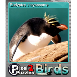 Eudyptes chrysocome (Foil)