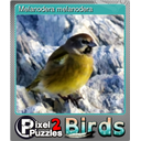 Melanodera melanodera (Foil)