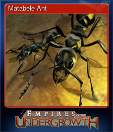 Matabele Ant
