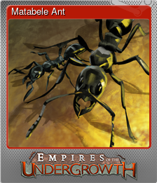 Series 1 - Card 9 of 11 - Matabele Ant