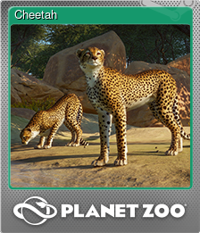 Series 1 - Card 3 of 15 - Cheetah