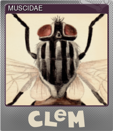Series 1 - Card 5 of 5 - MUSCIDAE