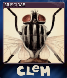 Series 1 - Card 5 of 5 - MUSCIDAE