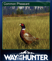 Common Pheasant