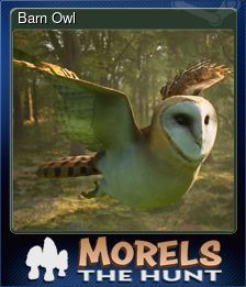 Barn Owl