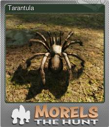 Series 1 - Card 12 of 15 - Tarantula