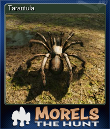 Series 1 - Card 12 of 15 - Tarantula