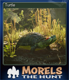 Series 1 - Card 3 of 15 - Turtle