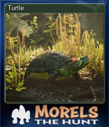 Turtle