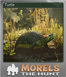 Series 1 - Card 3 of 15 - Turtle